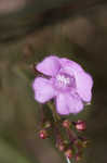 Tenlobe false foxglove